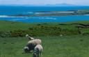 More sheep (even this far south), The Catlins.
